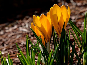 Plants, Flowers HD wallpaper