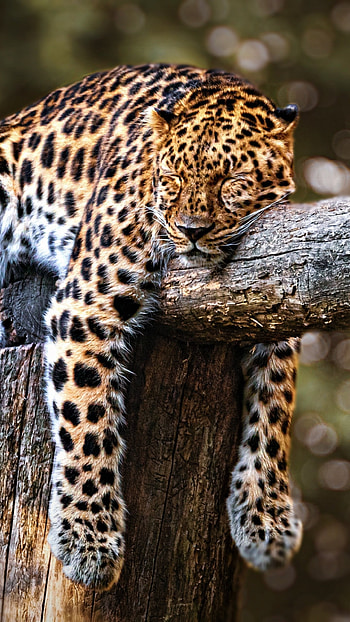 Animal leopard, Wild beauty HD phone wallpaper