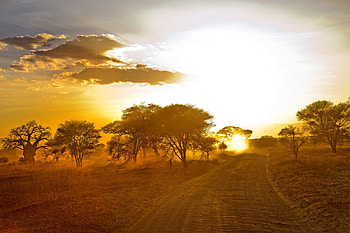 Nature, Trees, Sand, Dawn, Road, Africa HD wallpaper
