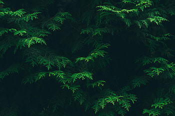 Nature, Leaves, Plant, Flora HD wallpaper