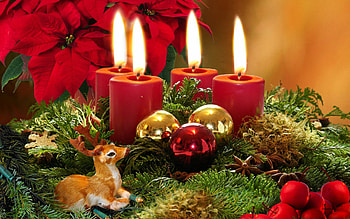 Christmas, Poinsettia HD wallpaper