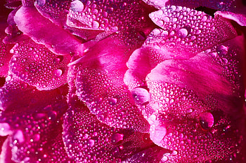 Drops, Flower, Macro, Petals HD wallpaper