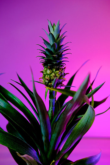 Food, Background, Plant, Fruit, Pineapple HD phone wallpaper