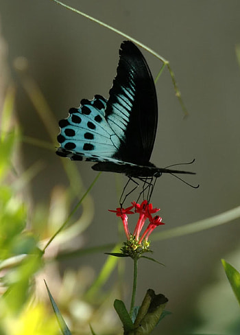 Butterflies, Insects HD phone wallpaper
