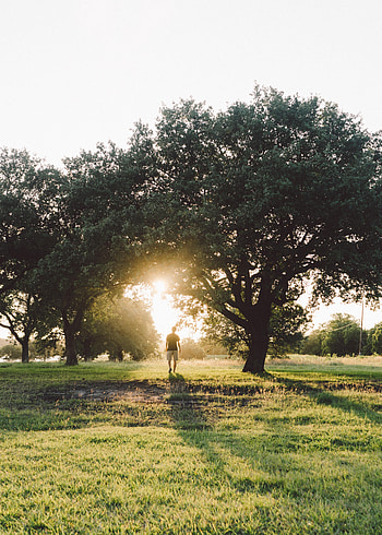 Nature, Trees, Summer, Human, Person, Sunlight HD phone wallpaper