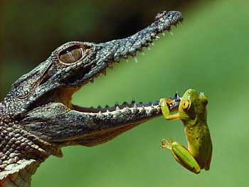 Caiman, Frog, Reptile, Animal HD wallpaper