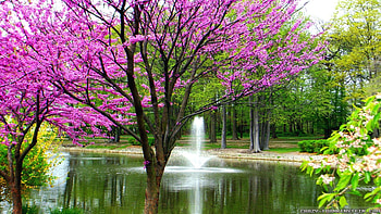 Spring in a park, path, fountain, blossoms, tree, pond HD wallpaper