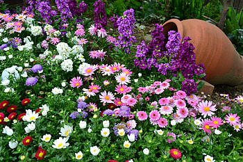Flowers, Greens, Flower Bed, Flowerbed, Vase, Garden, Lot, Different HD wallpaper