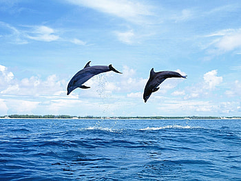 Animals, Nature, Dolfins HD wallpaper