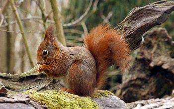 Animals, Squirrel, Wood, Sit, Tree, Moss HD wallpaper