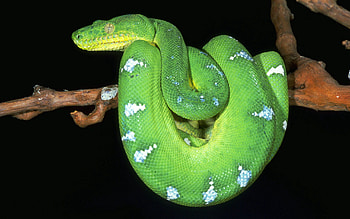 Animals, Wood, Tree, Spotty, Spotted, Branch, Color, Snake HD wallpaper