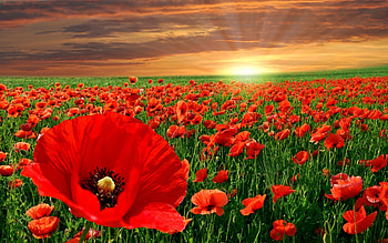 Plants, Flowers, Poppies HD wallpaper