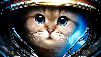 Space Cat | , , background HD wallpaper