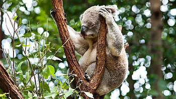 Animals, Wood, Sit, Tree, Koala HD wallpaper