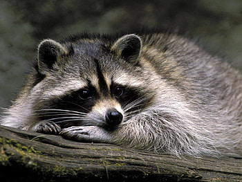 Animals, Raccoons HD wallpaper