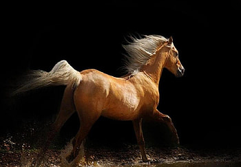 Midnight Gallop, gallop, mane, palamino, beautiful, water, stunning HD wallpaper