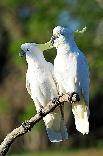 Birds of nature, , Vibrant backgrounds HD phone wallpaper