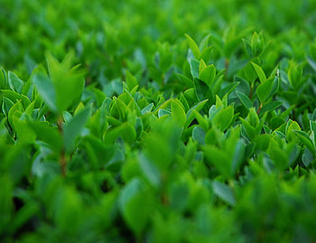 just green, cool, grass, nature, green HD wallpaper