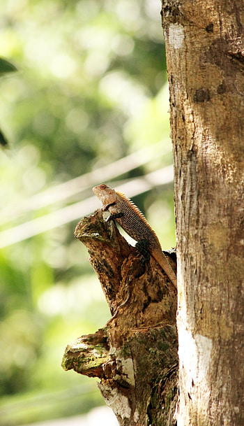 Animals, Wood, Tree, Lizard, Reptile, Chameleon HD phone wallpaper