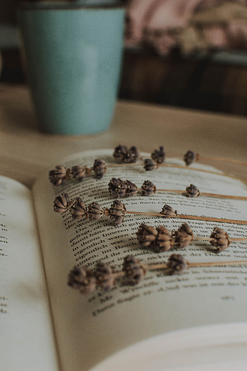 Plant, Miscellanea, Miscellaneous, Dry, Book, Lavender, Herbarium HD phone wallpaper