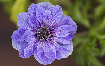 Flower, nature, pretty, graphy HD wallpaper