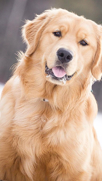 Dogs, Golden Retriever Dog HD phone wallpaper