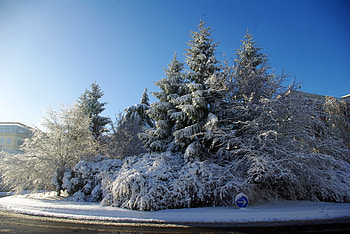 Nature, Trees, Snow, Shine, Light, Road, France, Sign, Velizy-Vilacoublé, Velizi-Vilacuble HD wallpaper