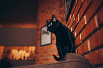 Black Cat Portrait , cat, animals HD wallpaper