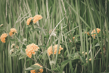 Flowers, Grass, Field HD wallpaper