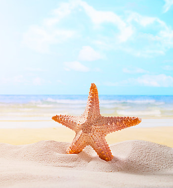 Sand, starfish, beach HD phone wallpaper