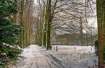 Nature, Trees, Snow, Road, Alley, Netherlands HD wallpaper