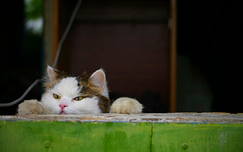 Funny cat, cat, funny, pet, animals HD wallpaper