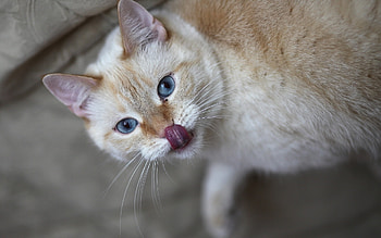 Animals, Cats HD wallpaper