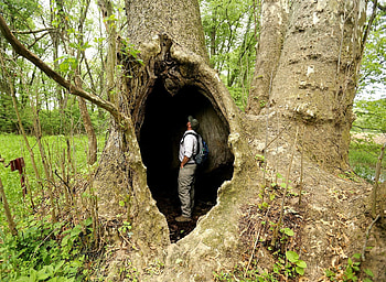 Giant Sycamore, Ohio's Biggest Tree, AP News HD wallpaper