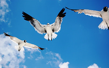 Animals, Birds, Sky HD wallpaper