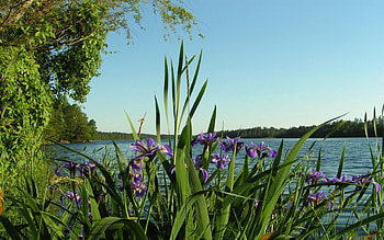 Nature, Flowers, Rivers, Trees, Summer, Shore, Bank, Irises HD wallpaper