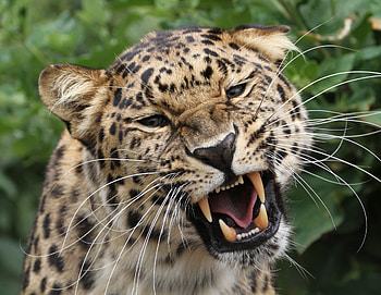 Animals, Leopard, Grin, Predator, Big Cat, Wildlife HD wallpaper