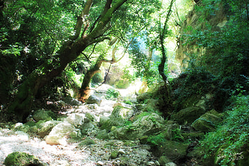 GreenDay, nature, green, syria, tree HD wallpaper