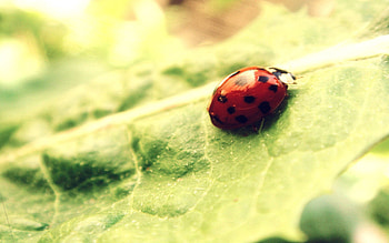 Macro, Light, Bright, Sheet, Leaf, Light Coloured, Ladybug, Ladybird HD wallpaper
