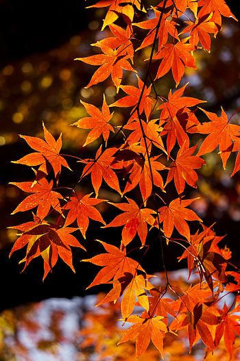 Nature, Autumn, Leaves, Branch, Maple HD phone wallpaper