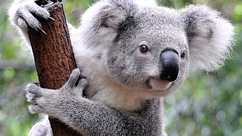 Koalas mammals, , Mobile backgrounds HD wallpaper