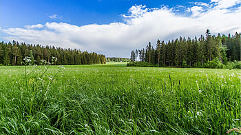 Meadow, Grass HD wallpaper