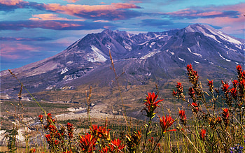 Mt St Helens from Loowit Viewpoint, washington, landscape, volcano, clouds, sky, flowers, usa HD wallpaper