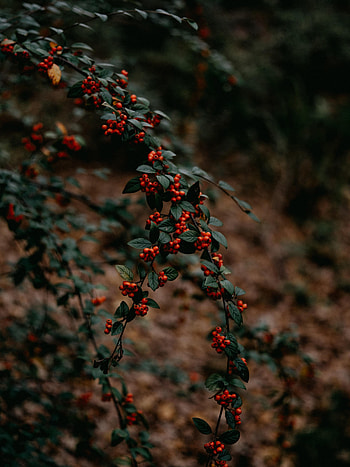 Nature, Berries, Plant, Branches HD phone wallpaper