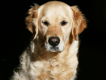 Animals, Dogs HD wallpaper