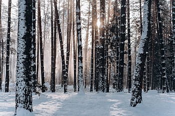 A tranquil snowy forest in Minsk, Belarus with sunlight filtering through the trees. Perfect winter scenery. HD wallpaper