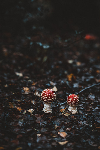 Nature, Autumn, Mashrooms, Forest, Blur, Smooth, Foliage, Fly Agaric, Fly-Tippers HD phone wallpaper