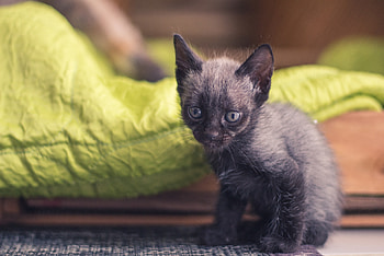Animals, Kitty, Kitten, Kid, Tot, Is Sitting, Sits HD wallpaper