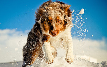 Animals, Snow, Dog, Run, Run Away HD wallpaper