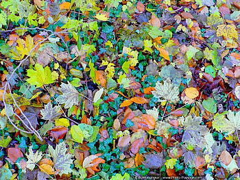 Autumn Jigsaw, autumn, colors, leaves, mixed HD wallpaper